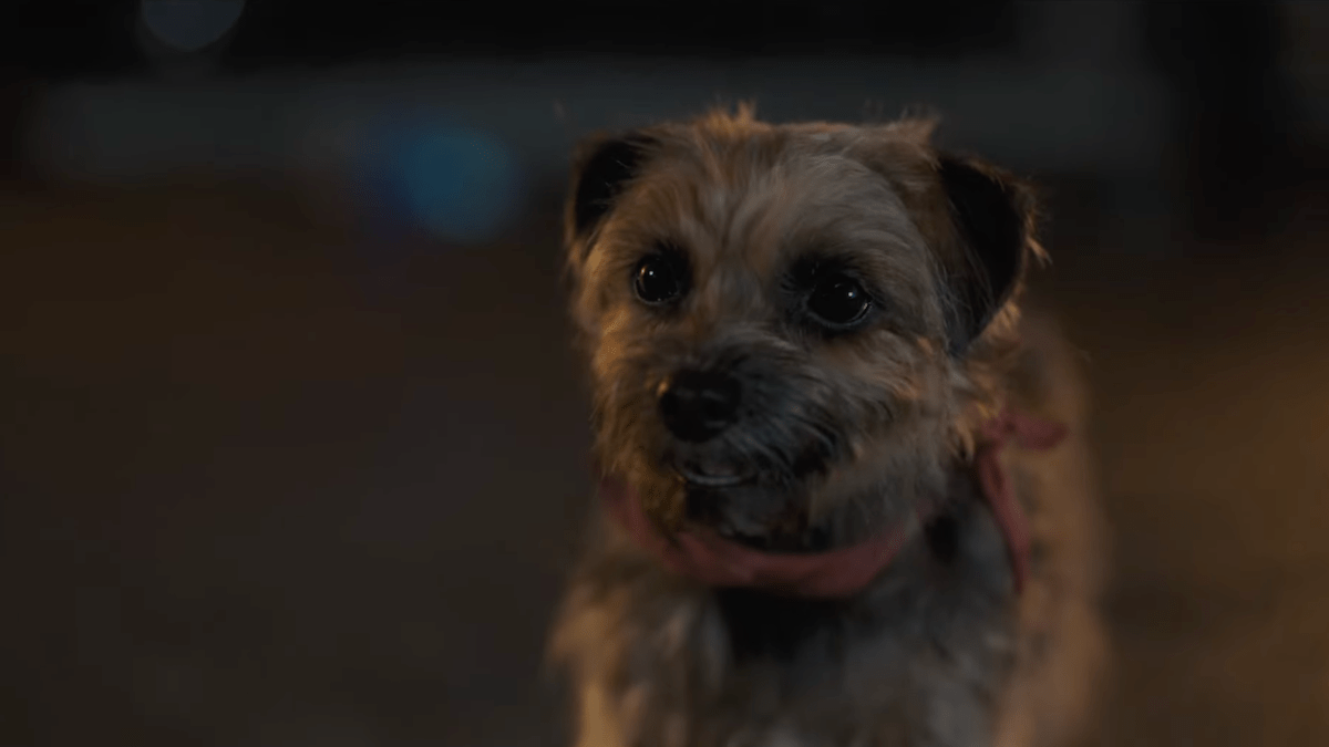 Strays Trailer Will Ferrell Is on a Quest to Bite Off Will Forte's Dick