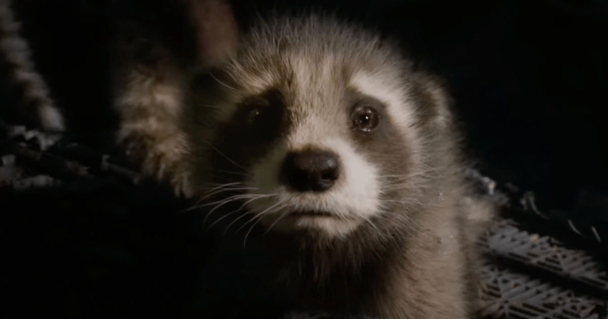 Guardians of Vol. Focus Put 3 Posters Raccoon on the the Rocket Galaxy