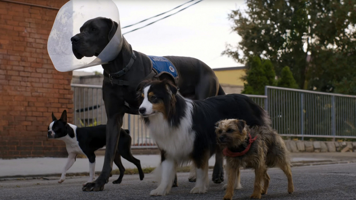 1200px x 675px - How to Watch Strays: Is the New Dog Movie 2023 Streaming?