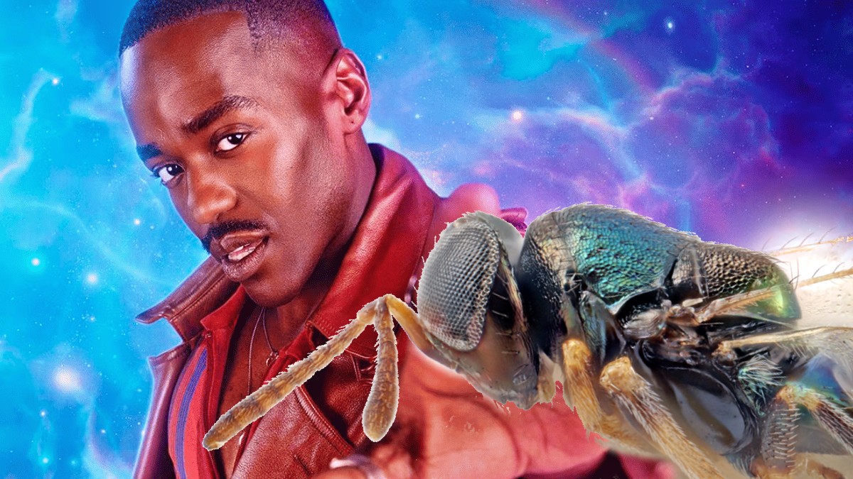 Doctor Who Villain's Name Given to New Wasp Species