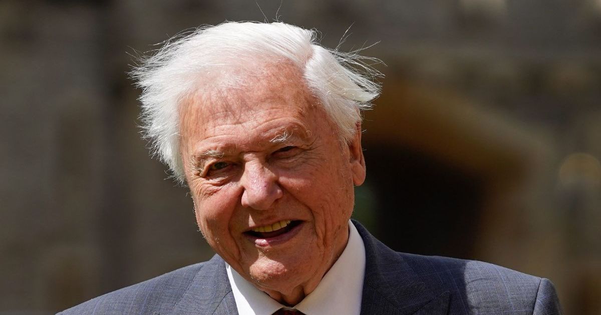 David Attenborough Documentaries: A Perfect Planet, Wild Isles & More