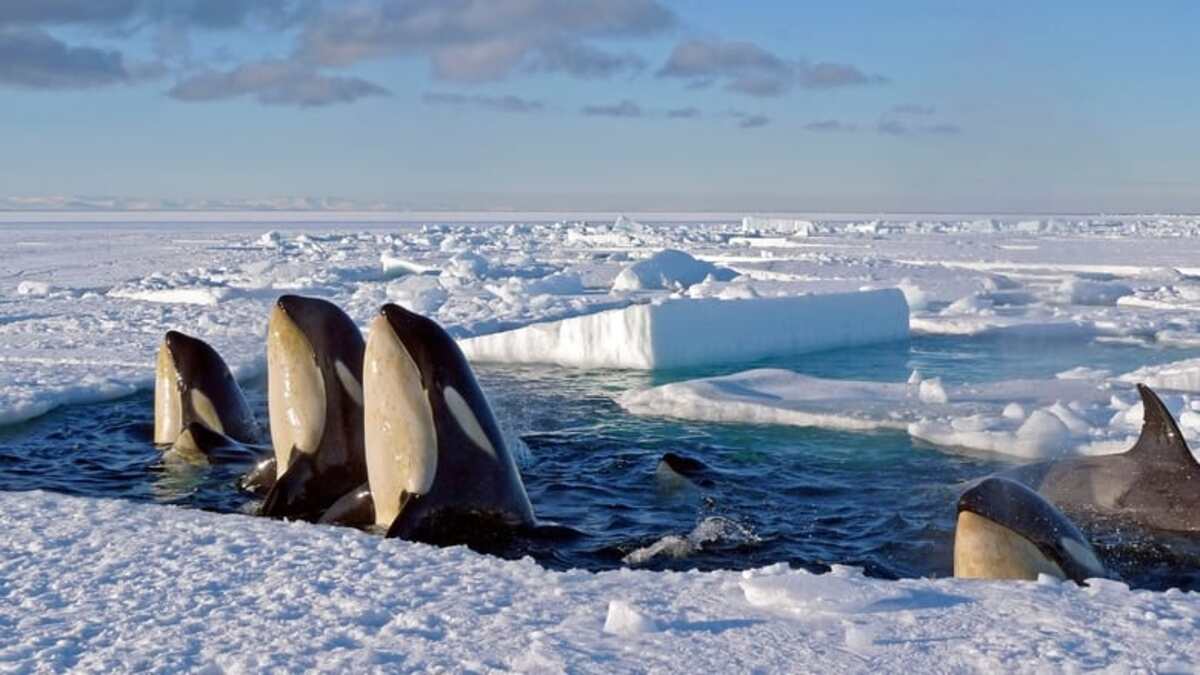 Frozen Planet (2011) Season 1 Streaming: Watch & Stream Online via HBO Max