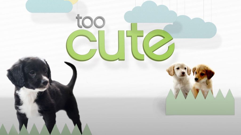 Too Cute! (2011) Season 1 Streaming: Watch & Stream Online via HBO Max