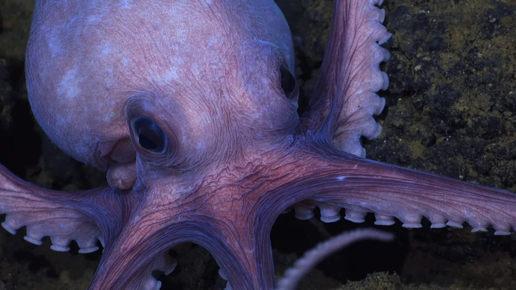 Secrets of the Octopus Streaming: Watch & Stream Online via Disney Plus