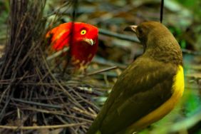 Dancing with the Birds Streaming: Watch & Stream Online via Netflix