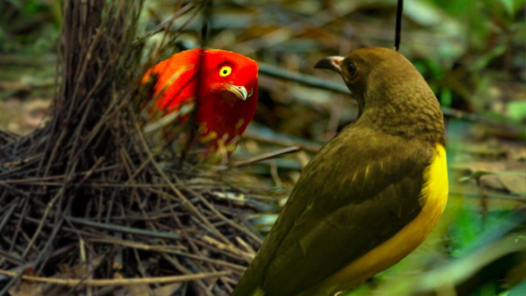 Dancing with the Birds Streaming: Watch & Stream Online via Netflix