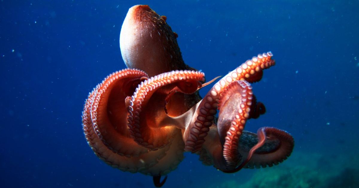 Uncovering the Mysteries of the Octopus: A Deep Dive Into the Lives of These Enigmatic Sea Creatures