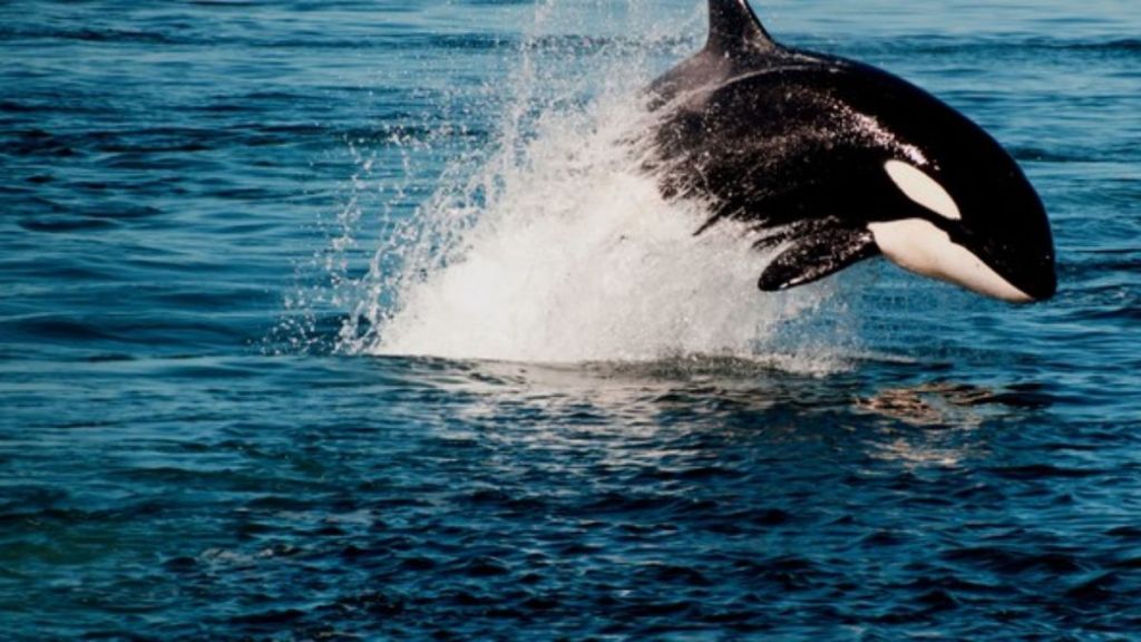 Orca Vs. Great White Streaming: Watch & Stream Online via Disney Plus