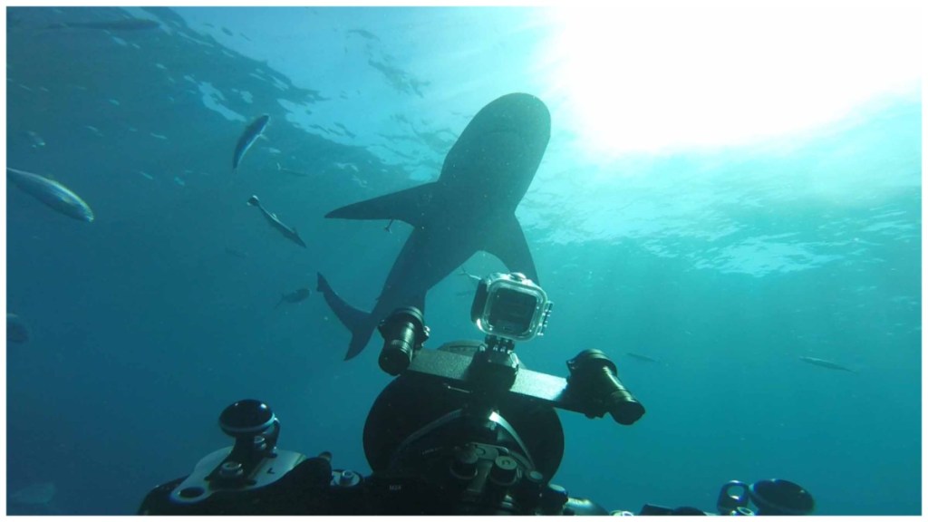 World's Biggest Bull Shark? Streaming: Watch & Stream Online via Disney Plus