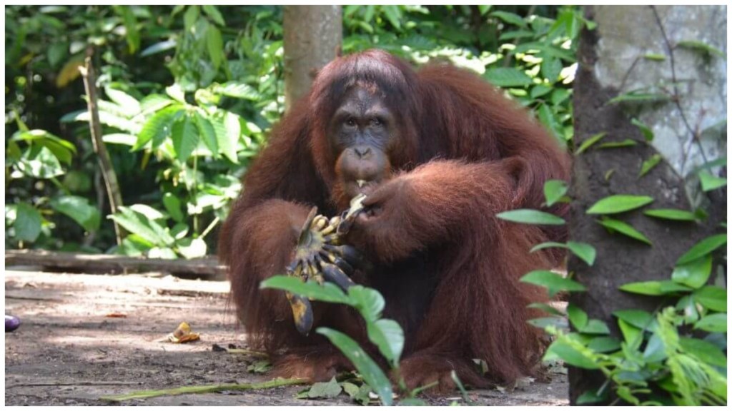 Orangutan Jungle School Season 2 Streaming: Watch & Stream Online via Paramount Plus