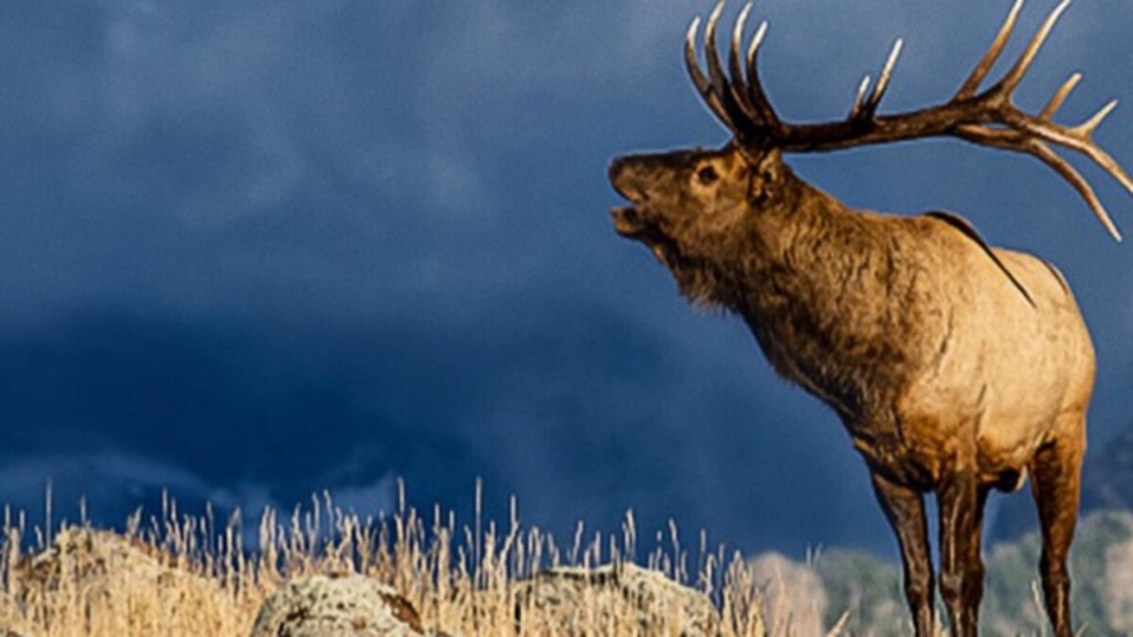 The Olympic Elk Streaming: Watch & Stream Online via Disney Plus