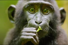 Monkey Life Season 2 Streaming: Watch & Stream Online via Amazon Prime Video