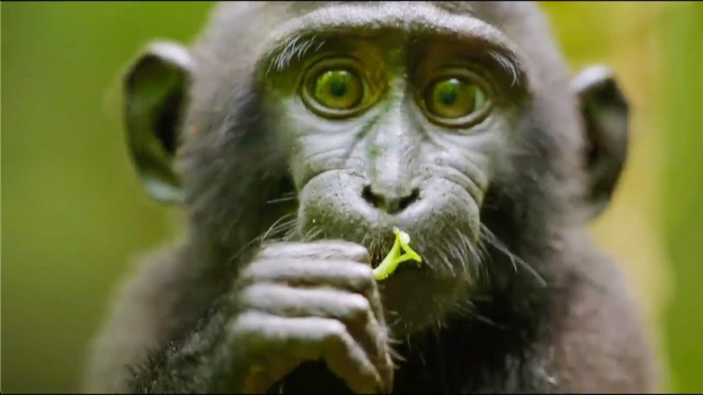 Monkey Life Season 2 Streaming: Watch & Stream Online via Amazon Prime Video