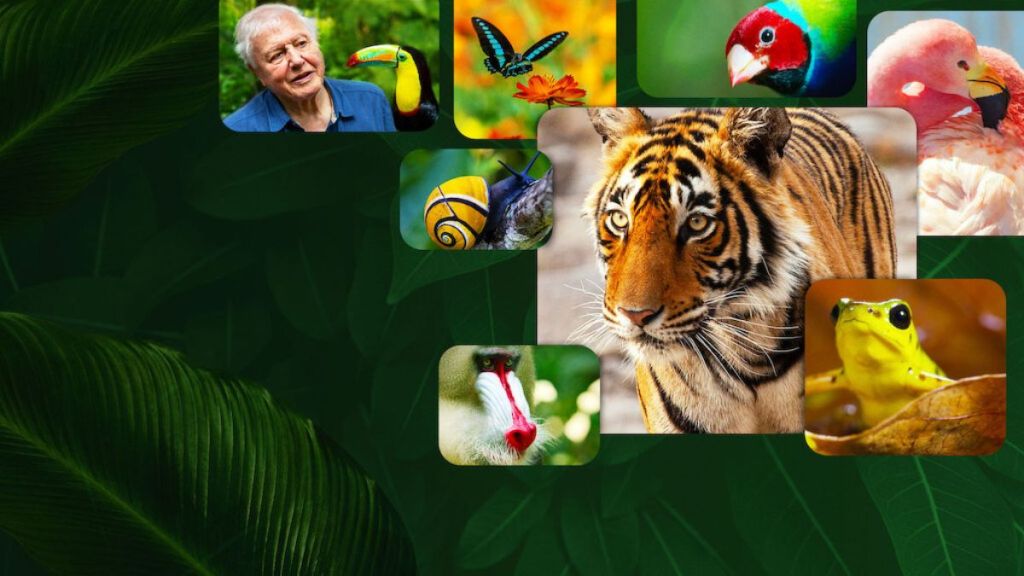 Attenborough's Life in Colour Season 1 Streaming: Watch & Stream Online via Netflix