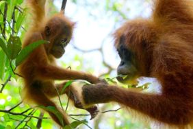 Secret Lives of Orangutans Streaming Release Date: When Is it Coming Out on Netflix?