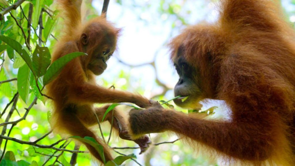 Secret Lives of Orangutans Streaming Release Date: When Is it Coming Out on Netflix?