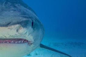 Watch Supersized Sharks