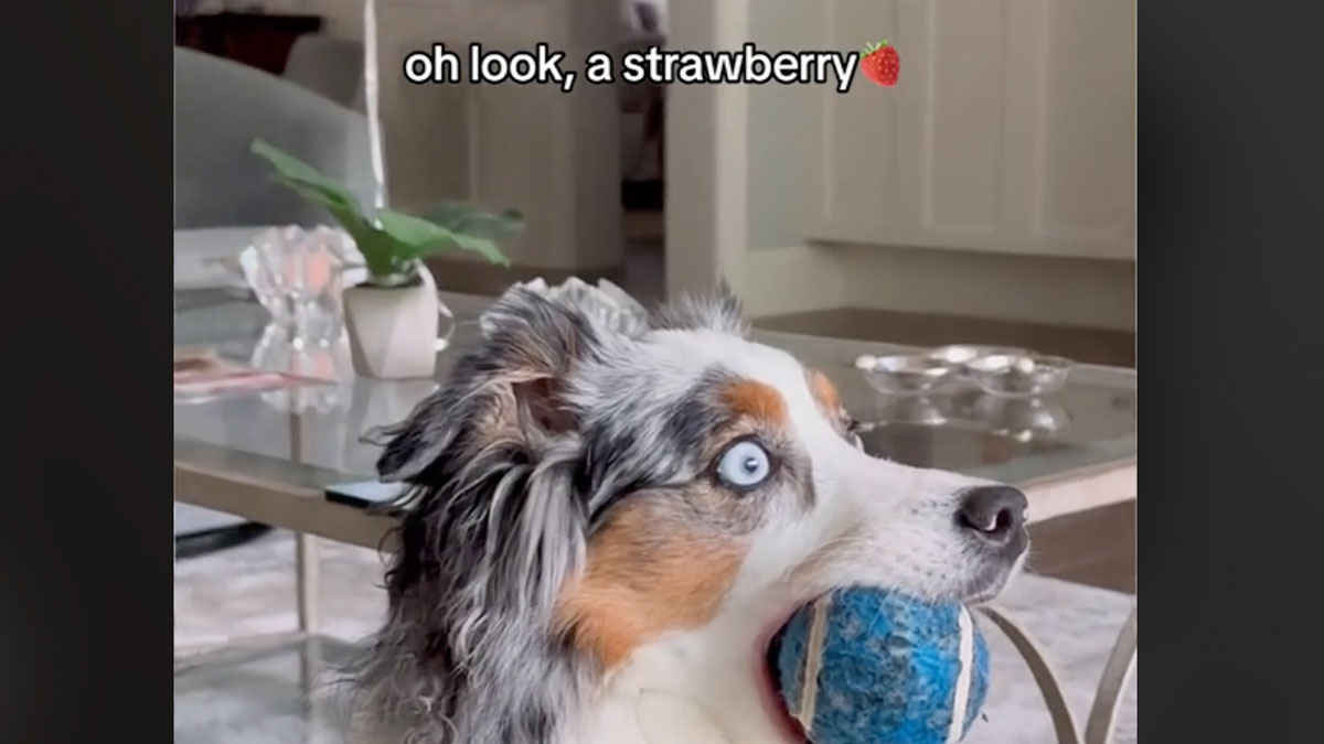 What Is TikTok’s ‘Oh Look, a Strawberry’ Viral Trend? Explained