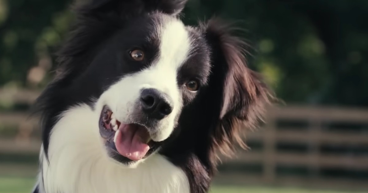 Can you watch Inside the Mind of a Dog online for free?