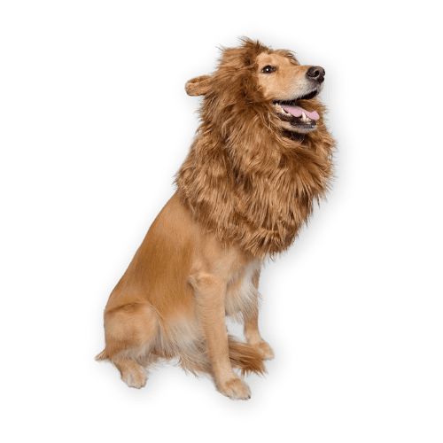 Best Lion King Halloween Costume for Pets