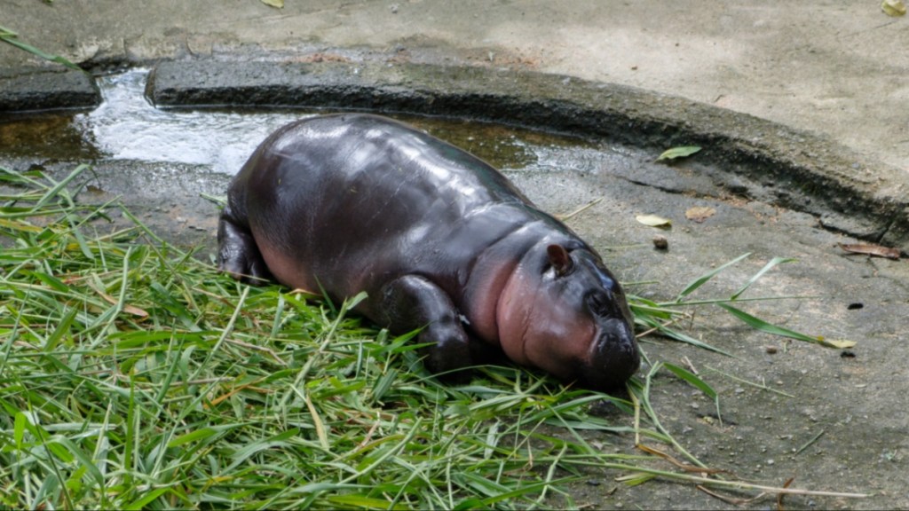 Thai Baby Hippo Moo Deng's Prediction About Donald Trump Explained