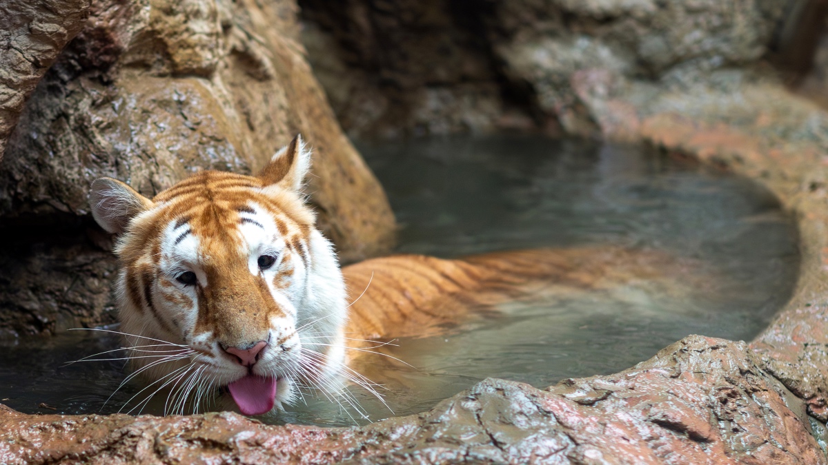 Ava, the Tiger From Thailand Zoo Goes Viral After Moo Deng