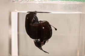 Why Are TikTokers Crying Over Anglerfish Dying? Viral Video Explained