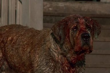 Cujo Netflix Movie Announced Based on Stephen King’s Thriller Novel